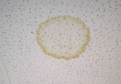 water-stain on ceiling tile